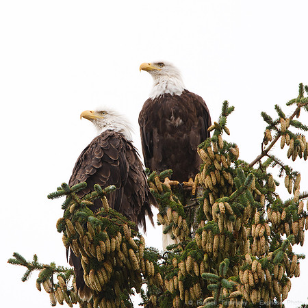 Bald Eagles, Haines, AK