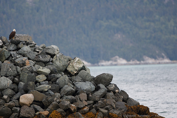 Bald Eagles, Haines, AK