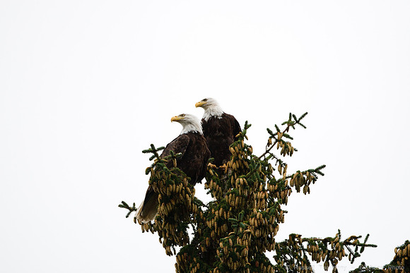 Bald Eagles, Haines, AK