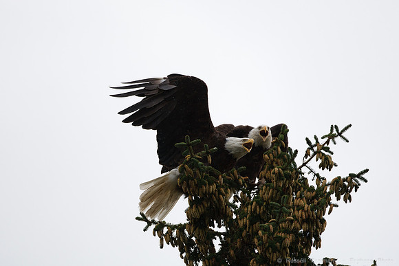 Bald Eagles, Haines, AK