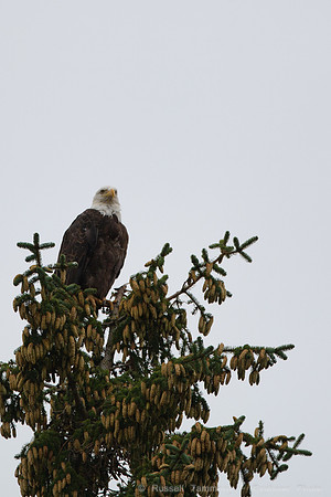 Bald Eagles, Haines, AK