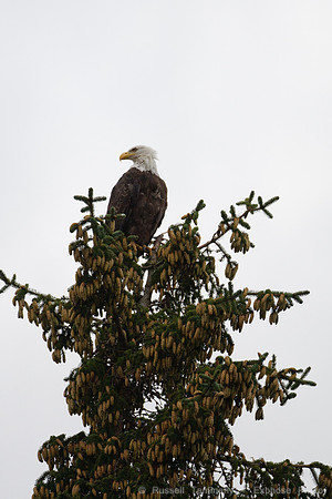 Bald Eagles, Haines, AK
