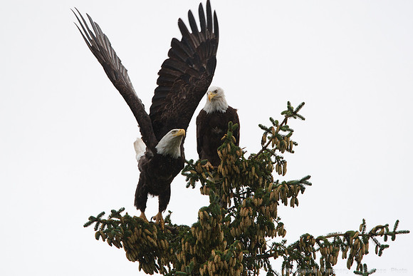 Bald Eagles, Haines, AK