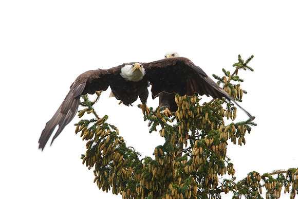 Bald Eagles, Haines, AK