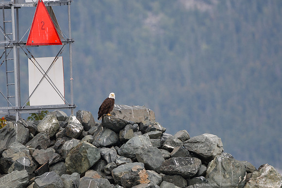 Bald Eagles, Haines, AK