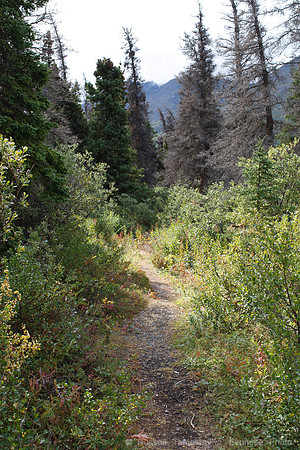 Kluane NP, YT