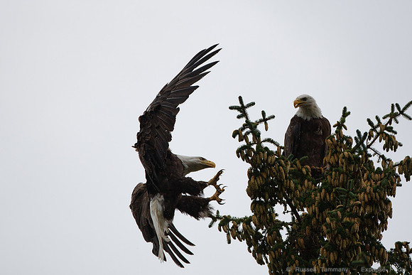 Bald Eagles, Haines, AK
