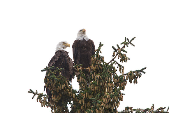 Bald Eagles, Haines, AK
