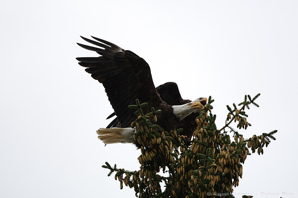 Bald Eagles, Haines, AK