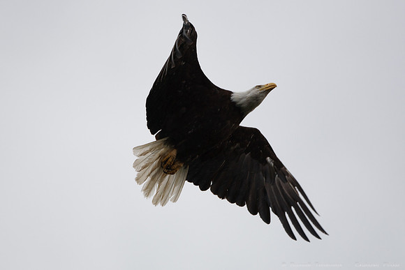 Bald Eagles, Haines, AK