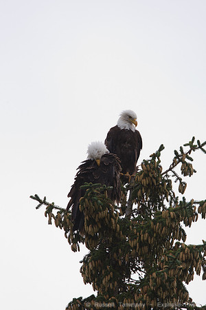 Bald Eagles, Haines, AK