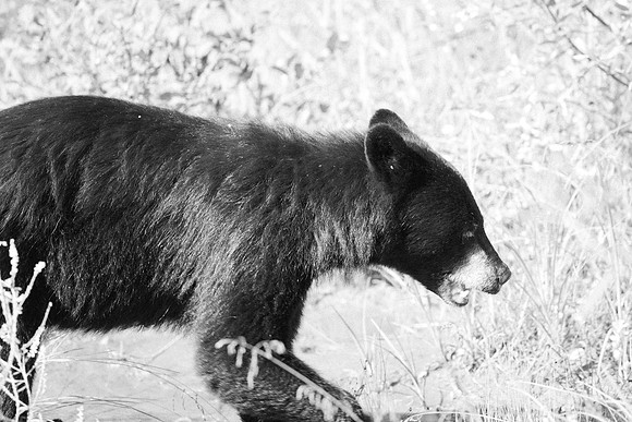 Black Bears along Hwy 97