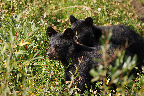 Black Bears along Hwy 97