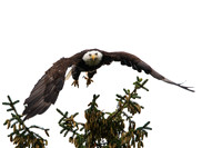 Bald Eagles, Haines, AK