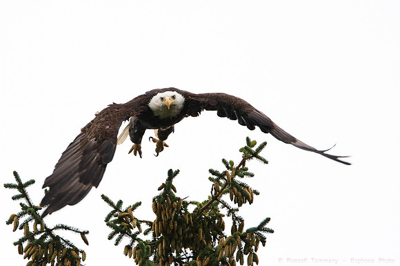 Bald Eagles, Haines, AK
