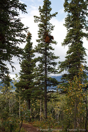 Kluane NP, YT