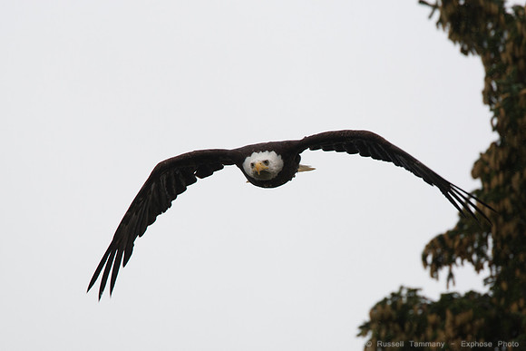 Bald Eagles, Haines, AK