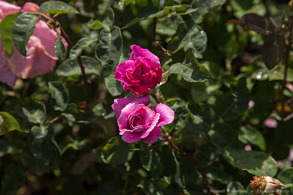 1DX_6855