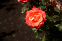 1DX_6861