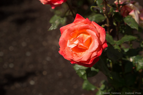 1DX_6861