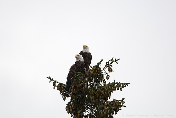 Bald Eagles, Haines, AK