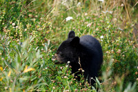 Black Bears along Hwy 97