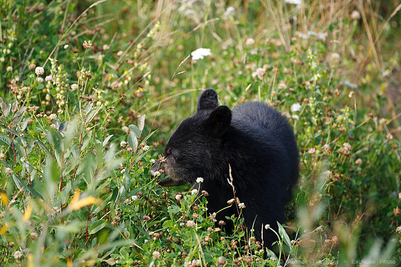Black Bears along Hwy 97