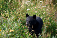 Black Bears along Hwy 97