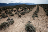 Wheeler Peak