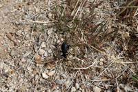 Beetle in Great Basin NP