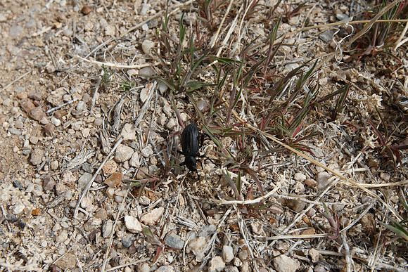 Beetle in Great Basin NP