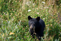Black Bears along Hwy 97