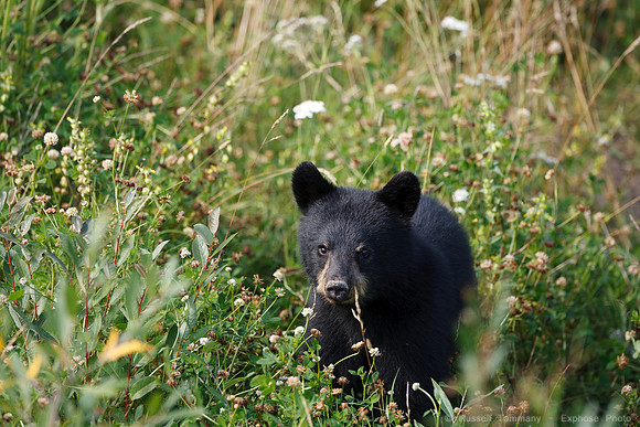 Black Bears along Hwy 97