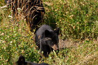 Black Bears along Hwy 97