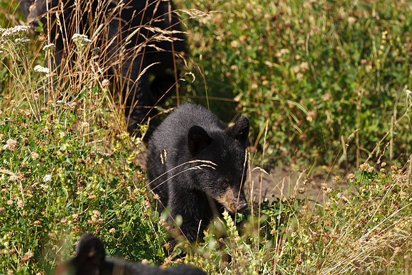 Black Bears along Hwy 97