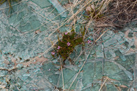 Broken Glassweed