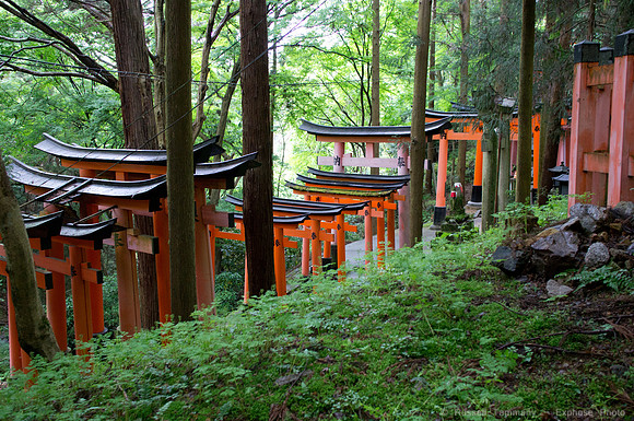 Fushimi Inari Shrine - Kyoto, JP