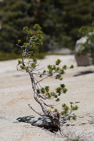 Yosemite NP