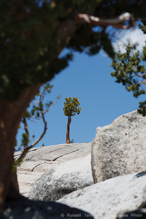Yosemite NP