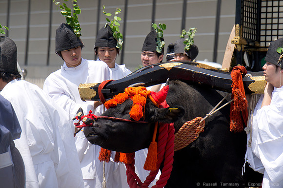 Aoi Matsuri (Hollyhock Festival) - Kyoto, JP