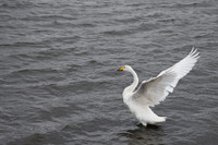 Reykjavik