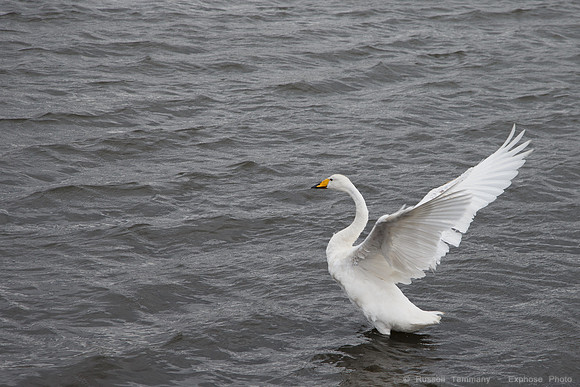 Reykjavik