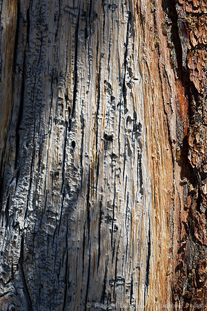 Yosemite NP