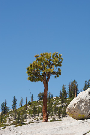 Yosemite NP