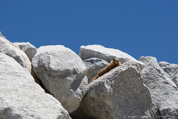Yosemite NP