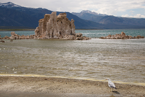 Mono Lake Tufas