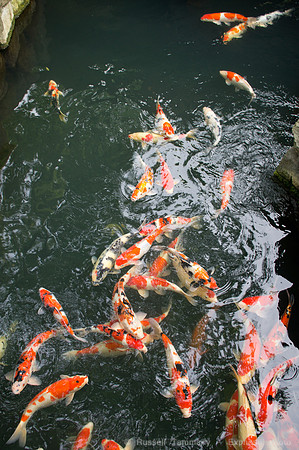 Sanja Matsuri Festival at Asakusa Shrine
