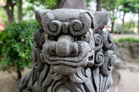 Sanja Matsuri Festival at Asakusa Shrine