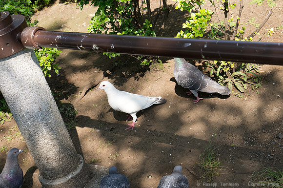 Uenoonshi Park