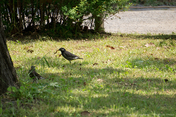 Hama Rikyu Garden